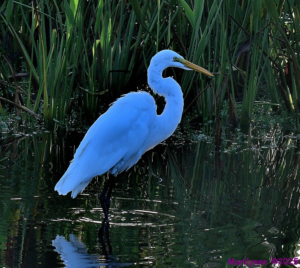 DSC_5131_001.JPG