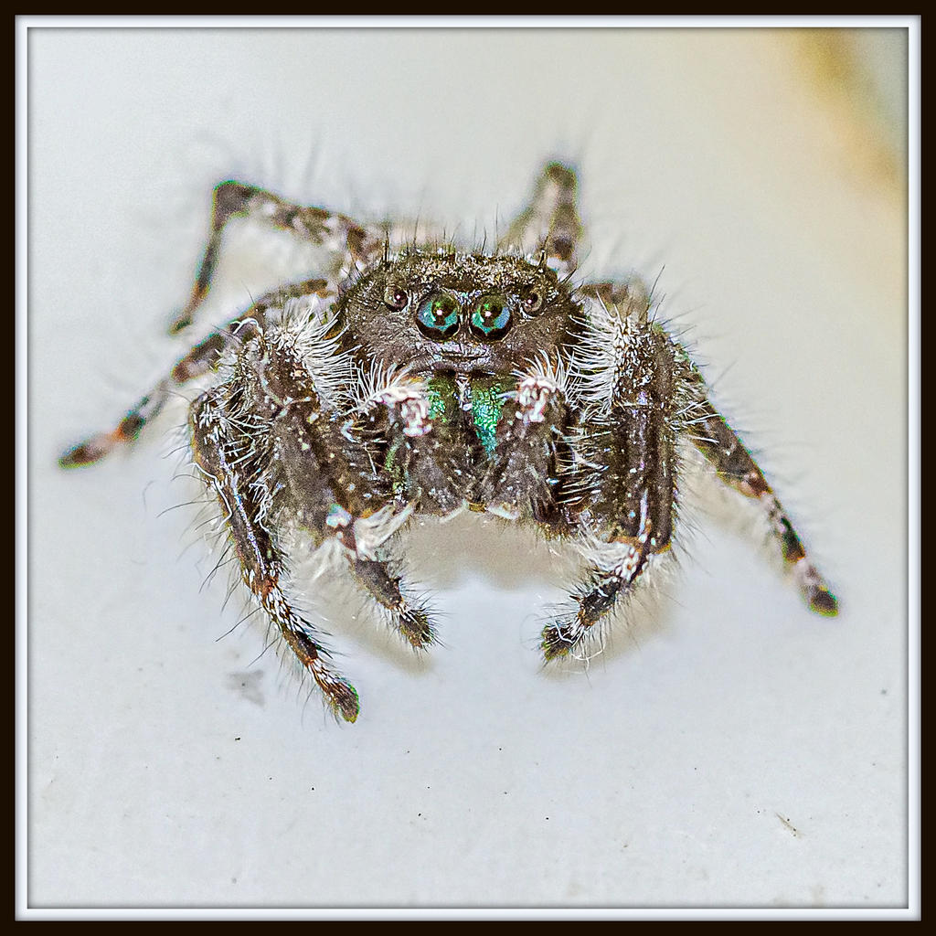 DSC_5132-Edit.jpg