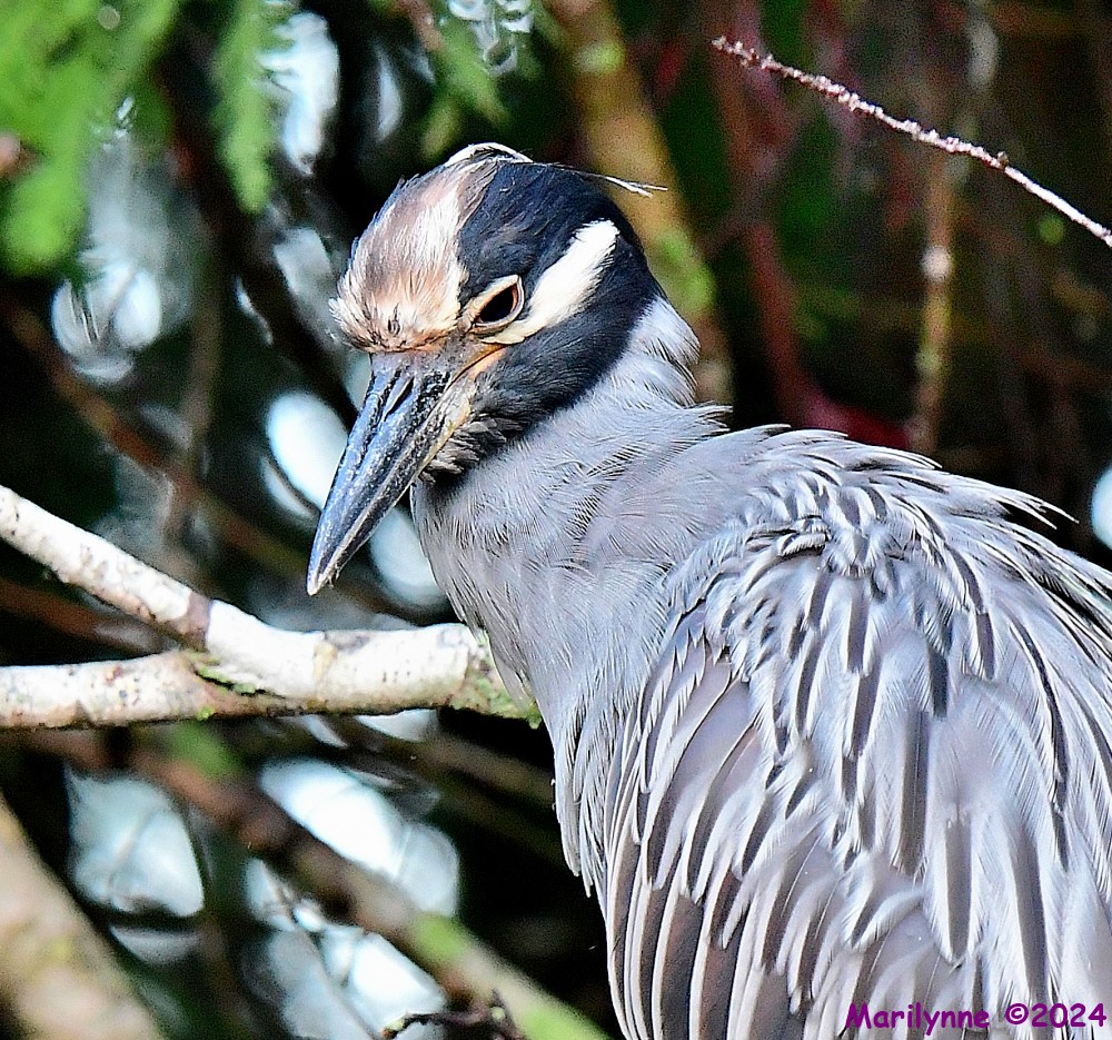 DSC_5133_001.JPG