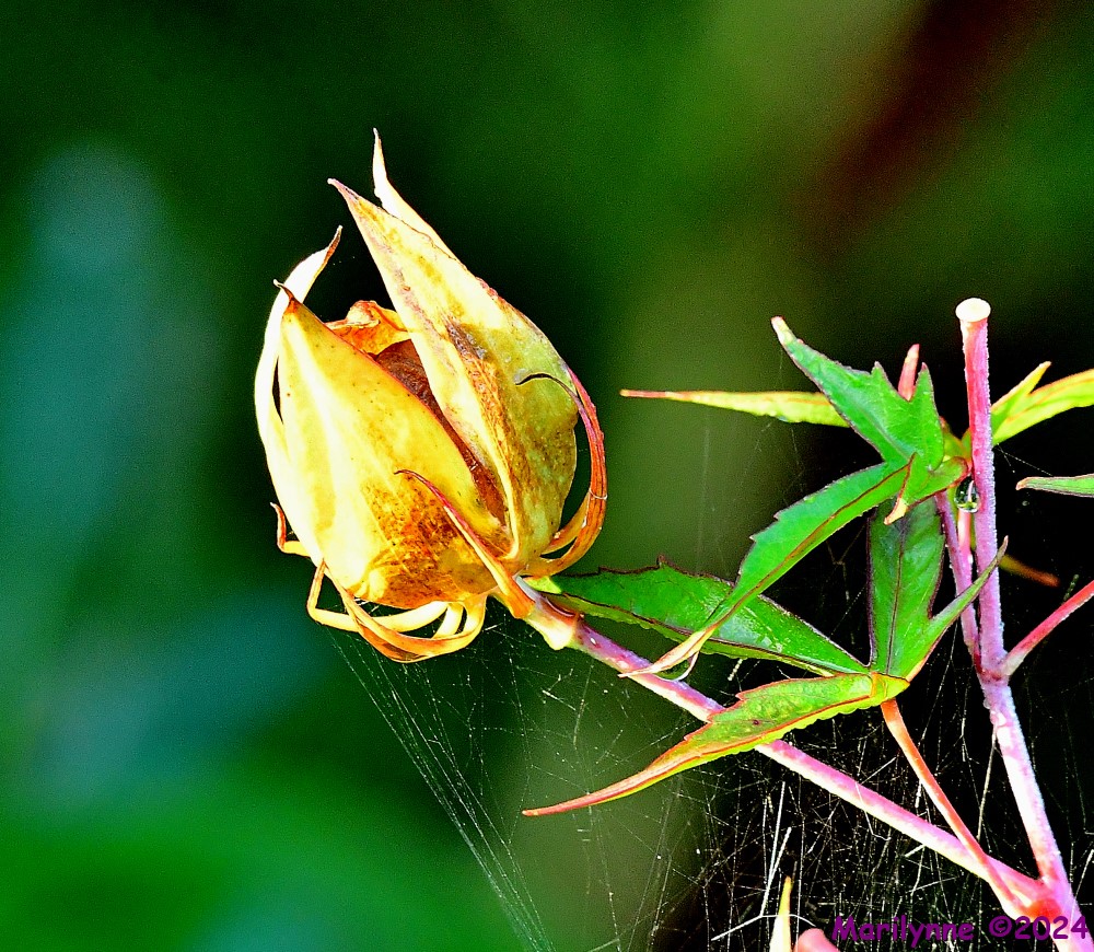 DSC_5135_001.JPG