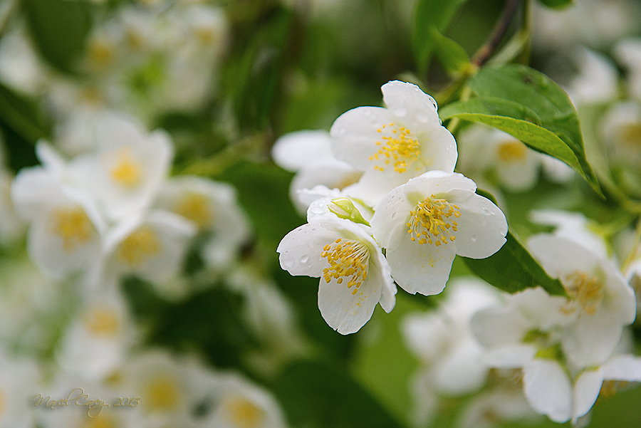 DSC_5138.jpg