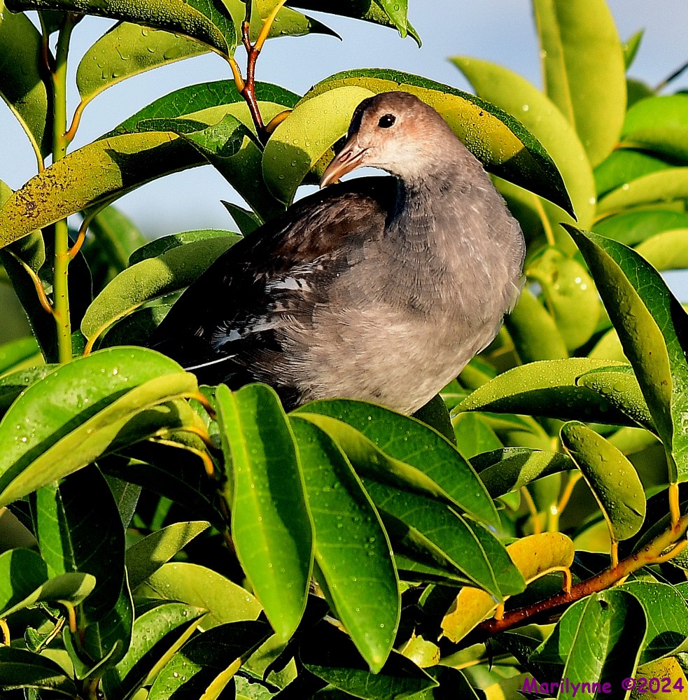 DSC_5141_001.JPG