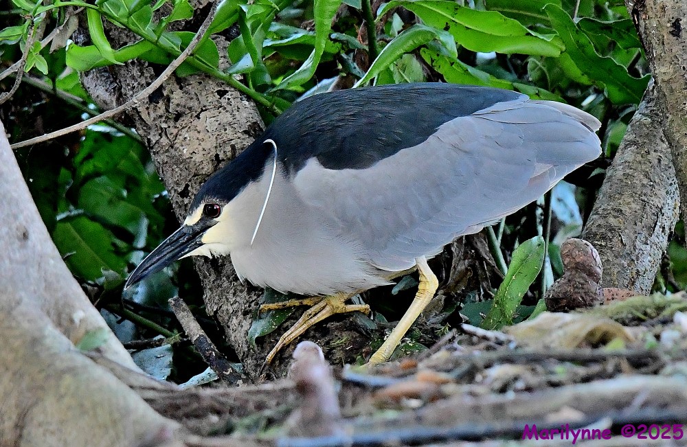 DSC_5142_001.JPG