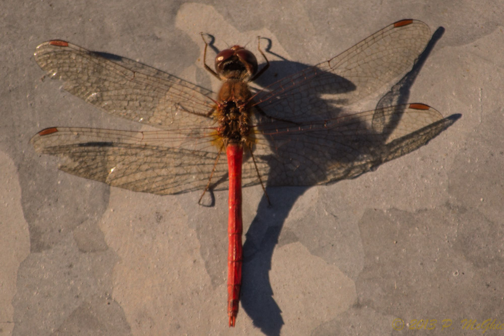 DSC_5144.jpg