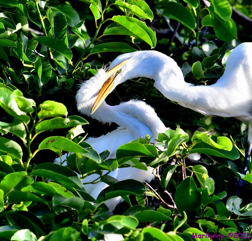 DSC_5144_001.JPG