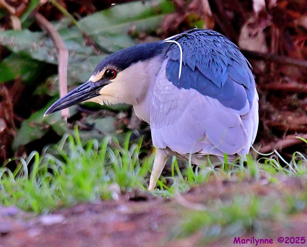DSC_5147_001.JPG