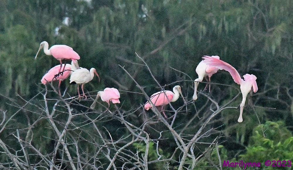 DSC_5149_001.JPG