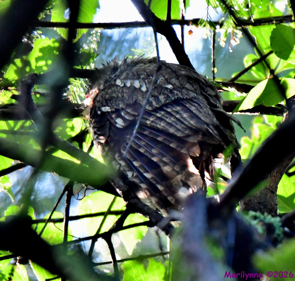 DSC_5155_001.JPG