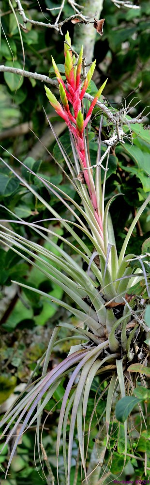 DSC_5155_stitch6_001.JPG