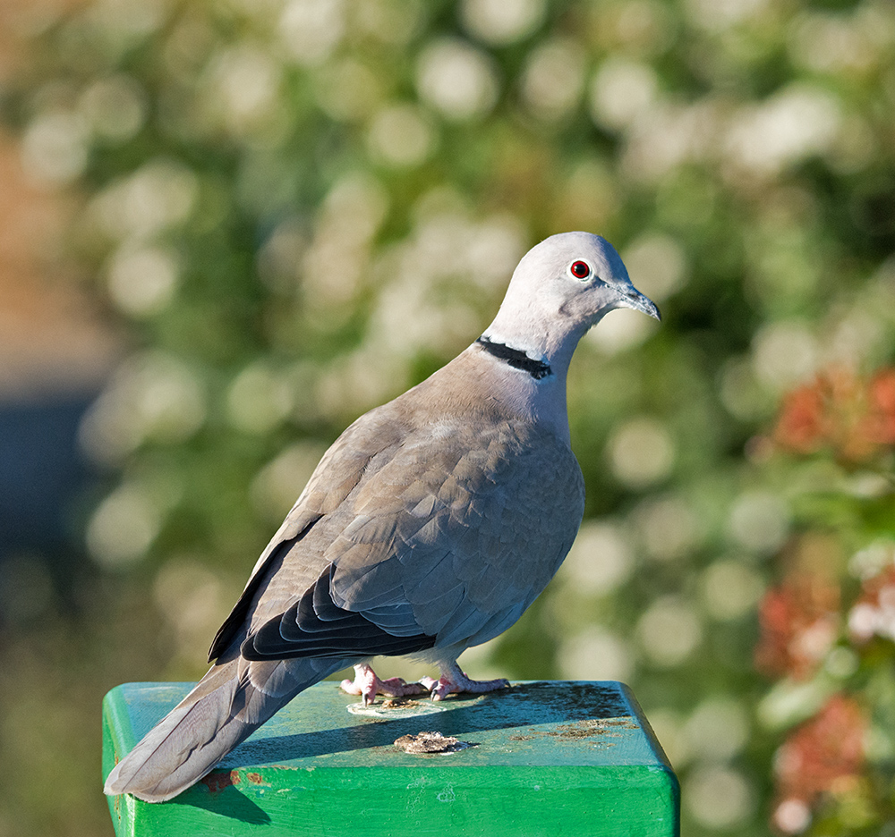 DSC_5156.jpg