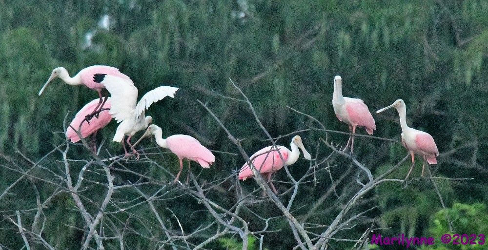 DSC_5157_001.JPG