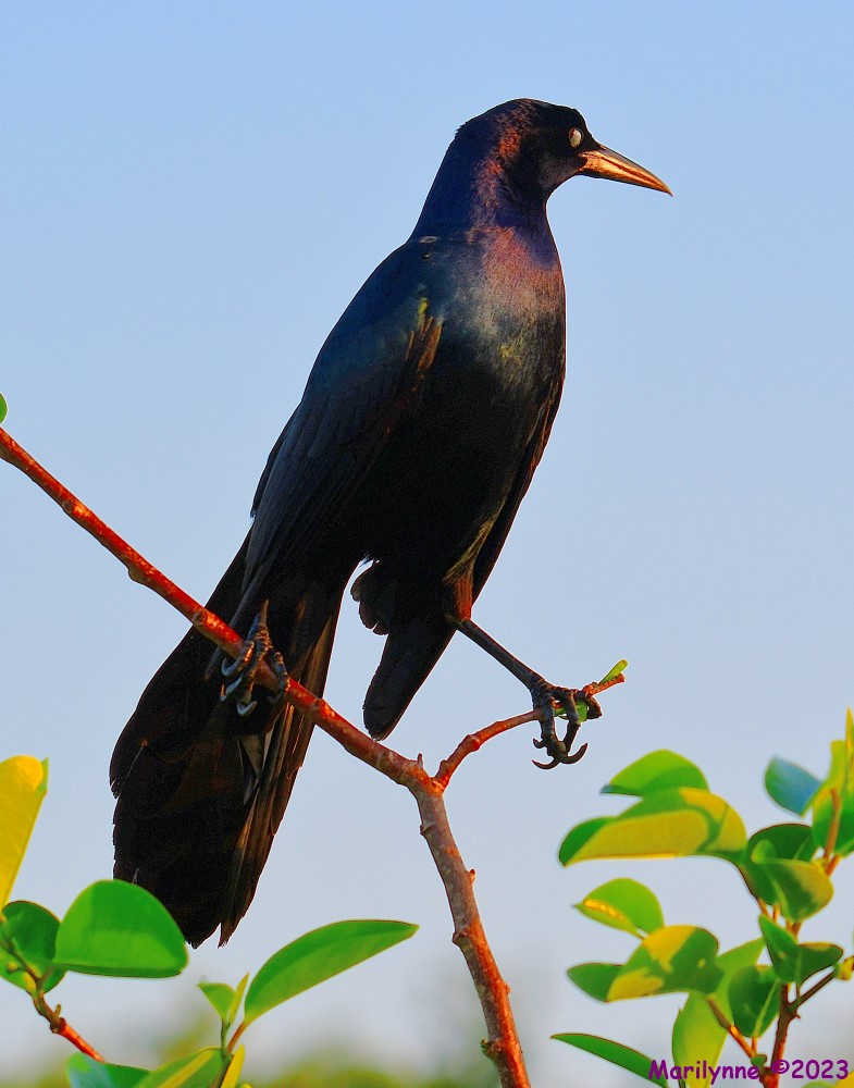 DSC_5160_001.JPG