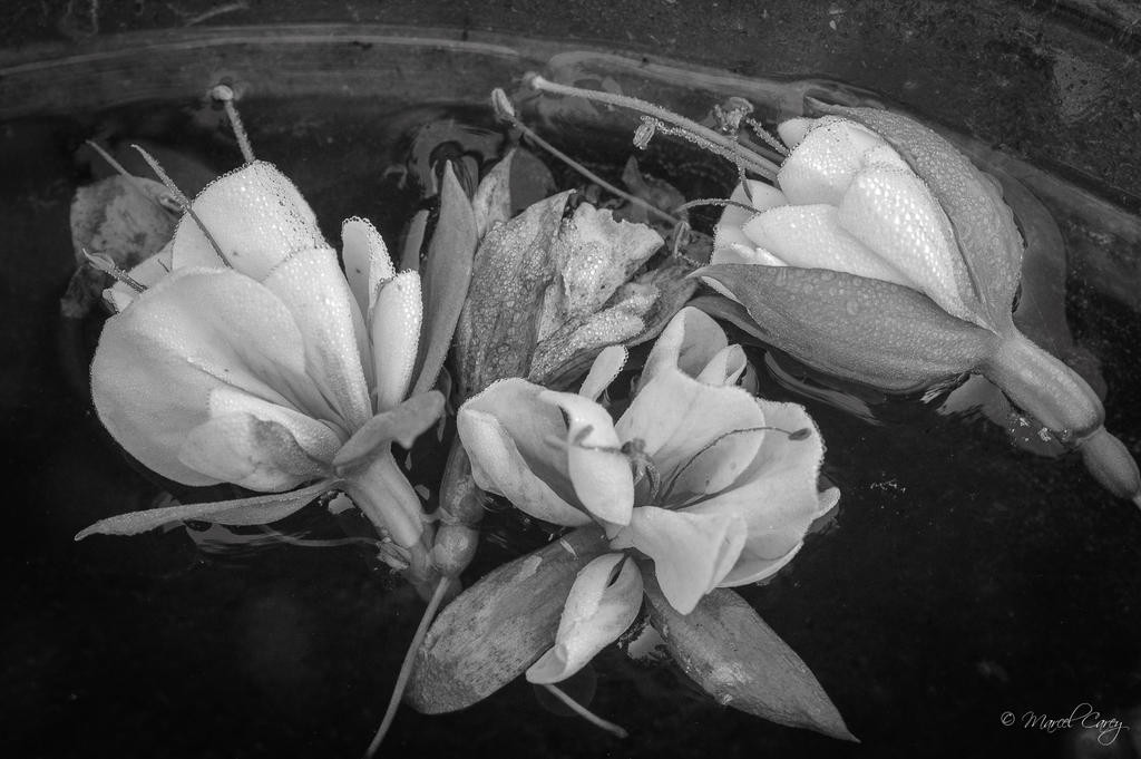 DSC_5161.jpg