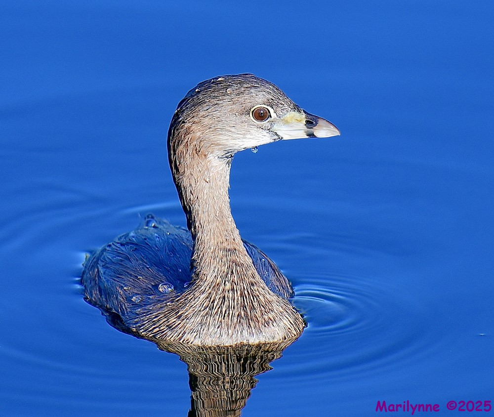DSC_5162_001.JPG