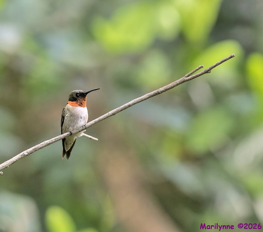 DSC_5163 copy_001.JPG