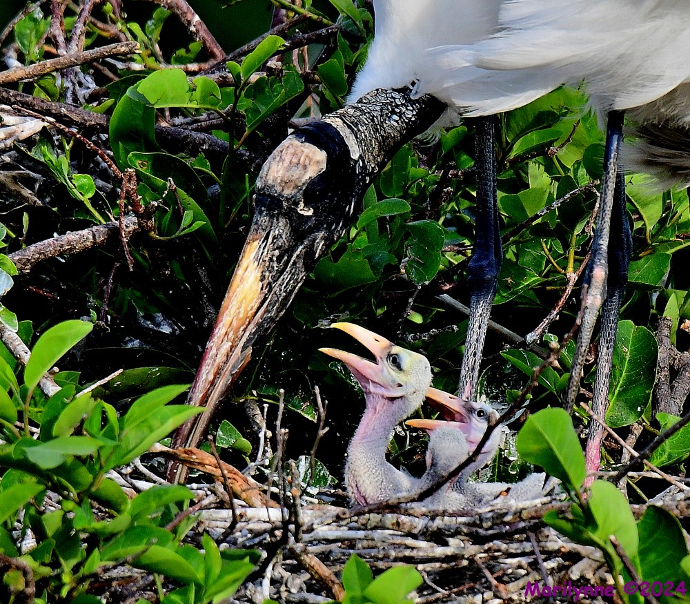 DSC_5163_001.JPG