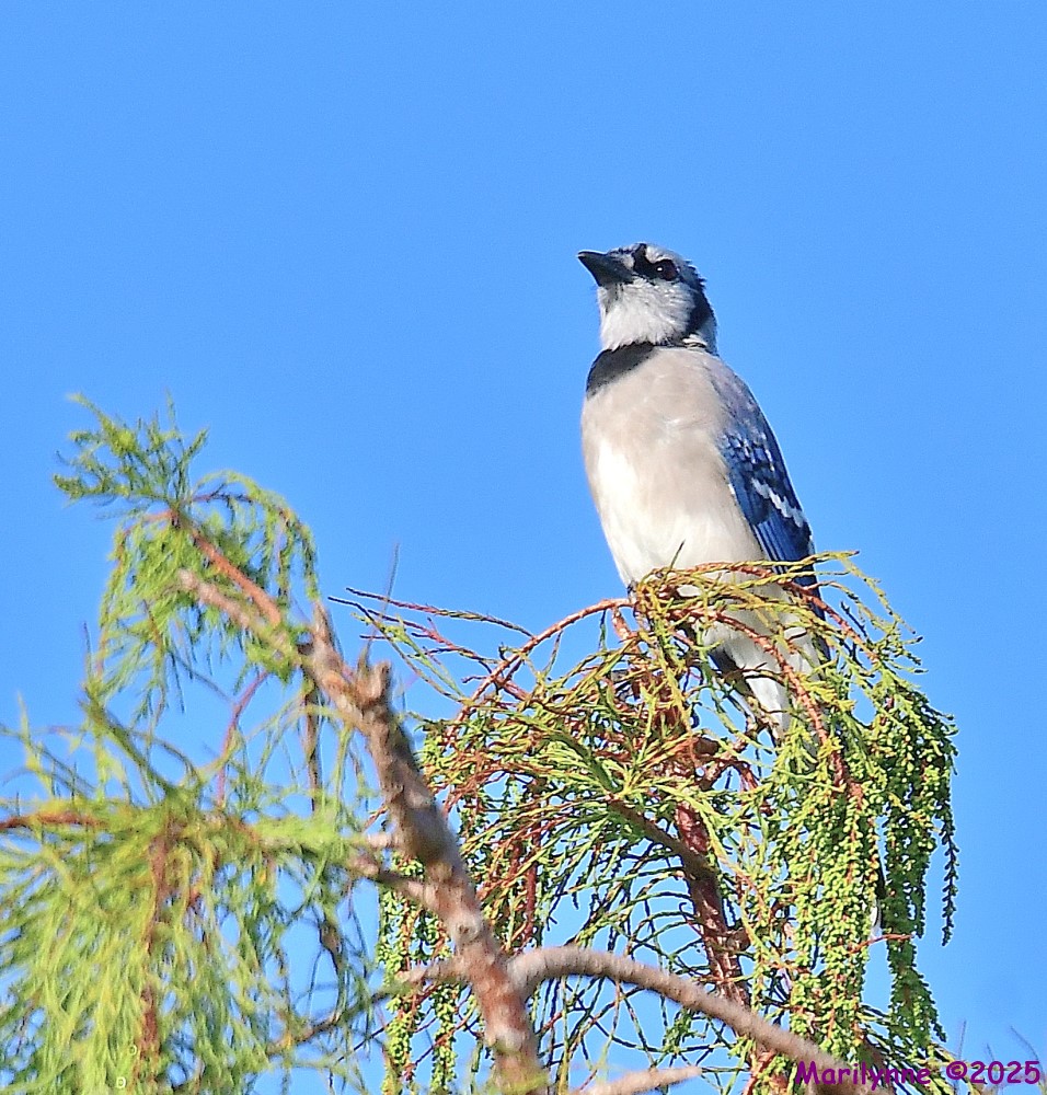 DSC_5164_001.JPG