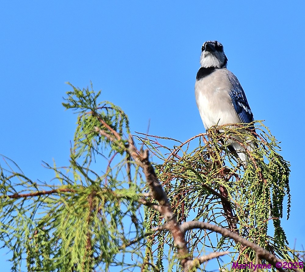 DSC_5168_001.JPG