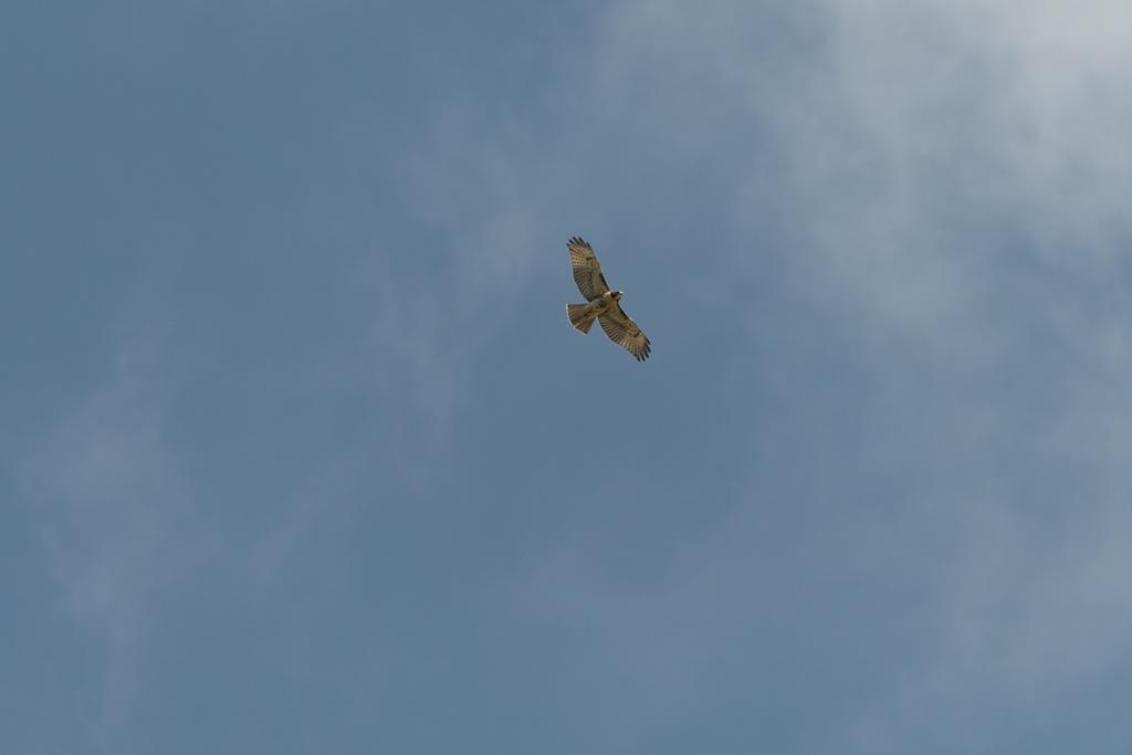 DSC_5169.jpg