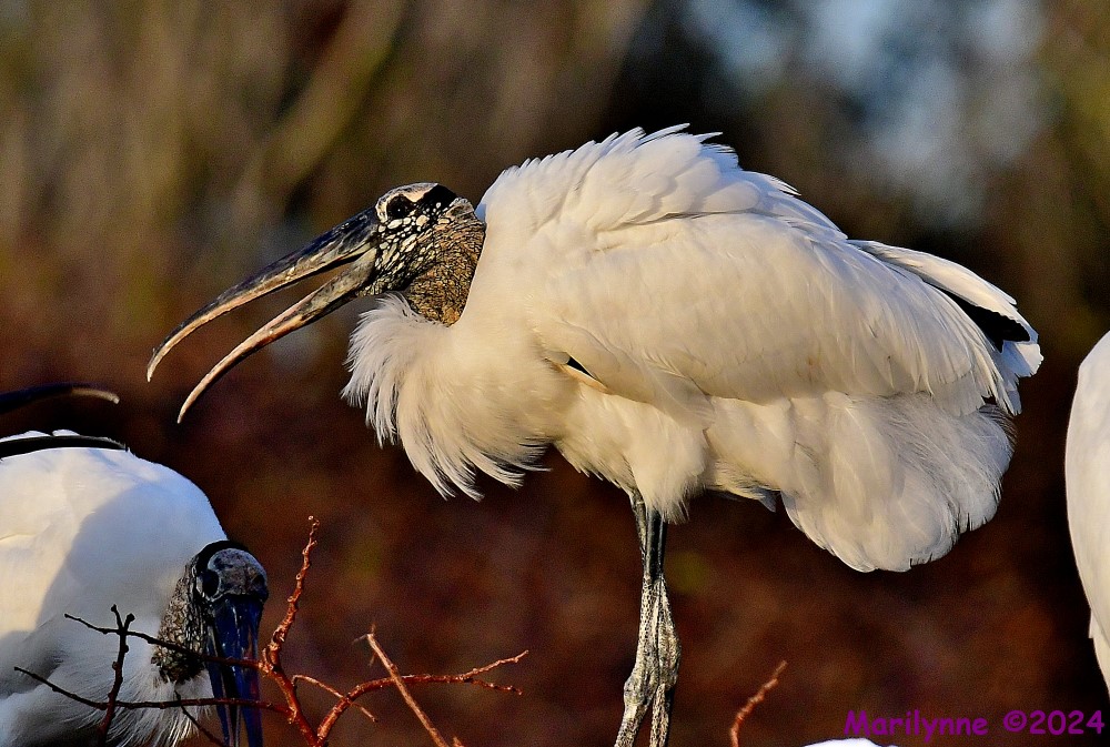 DSC_5169_001.JPG
