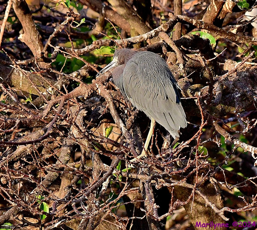 DSC_5170_001.JPG