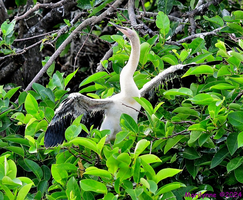 DSC_5170_001.JPG