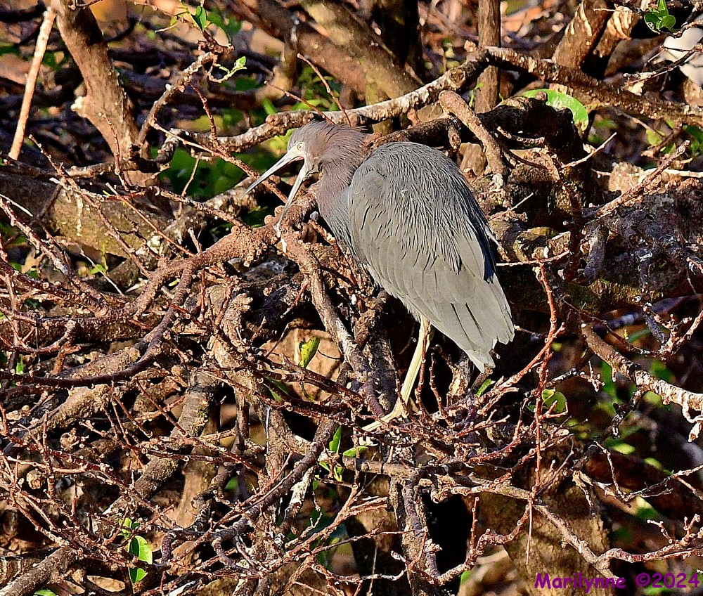 DSC_5171_001.JPG