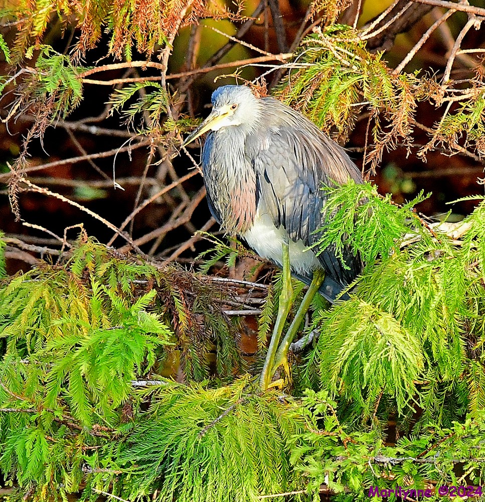 DSC_5172_001.JPG