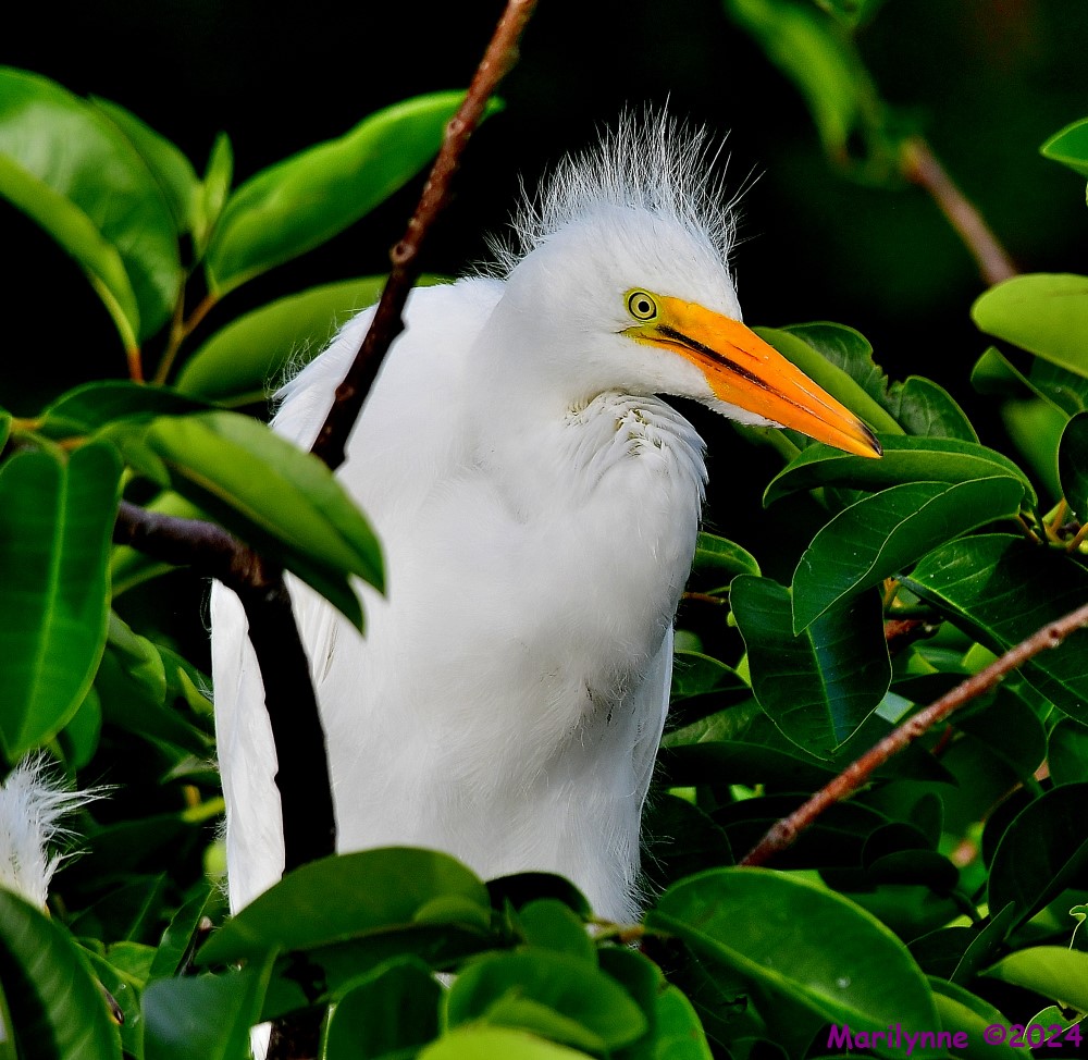 DSC_5173_001.JPG