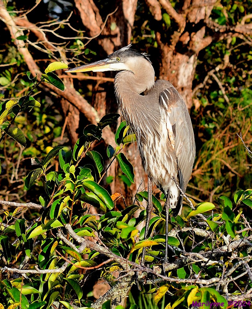 DSC_5175_001.JPG