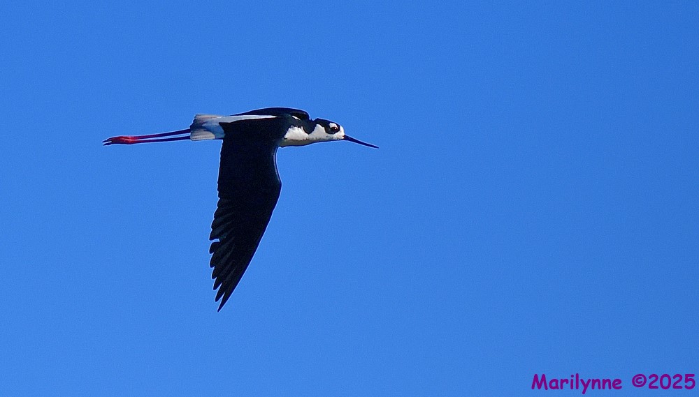 DSC_5175_001.JPG
