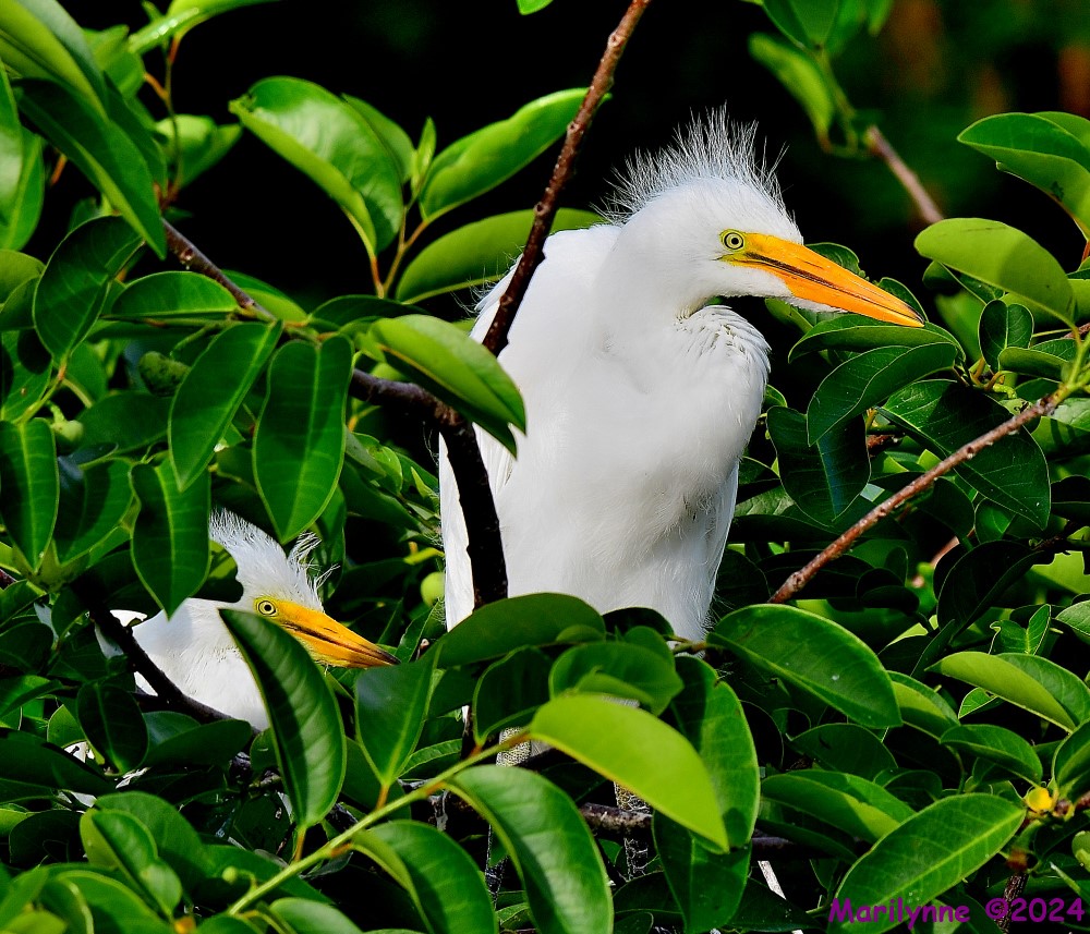DSC_5176_001.JPG