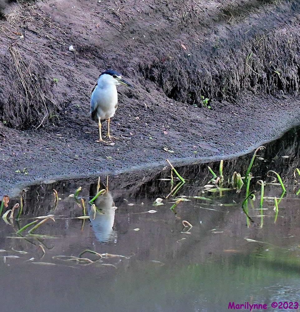 DSC_5177_001.JPG