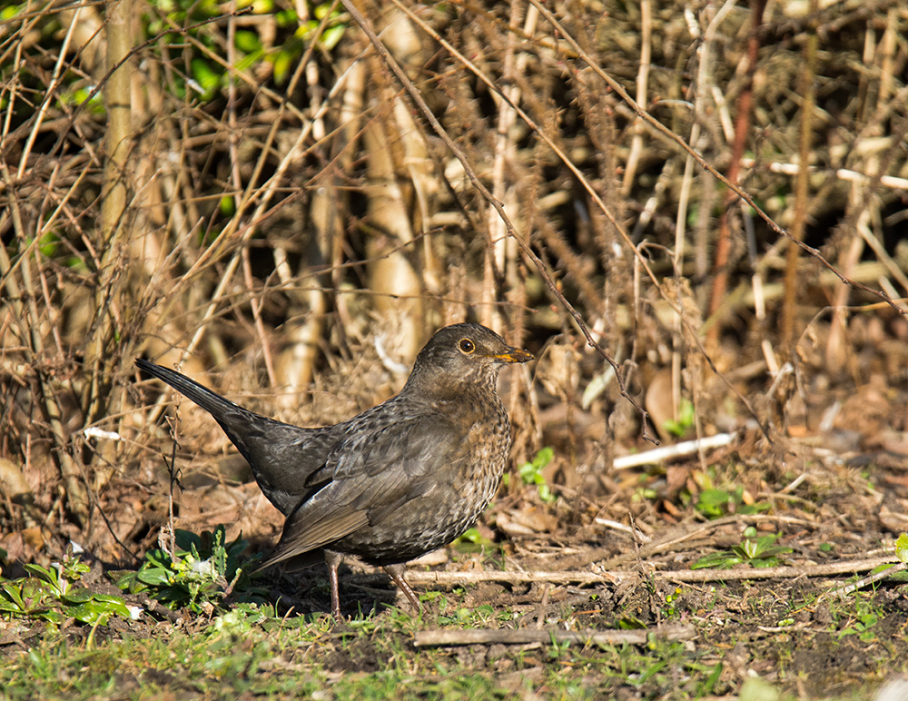 DSC_5184.jpg