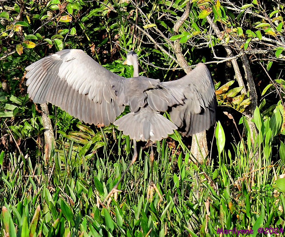 DSC_5184_001.JPG