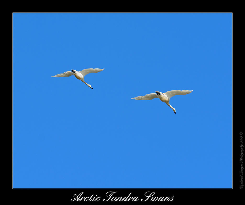 DSC_5184_Web.jpg
