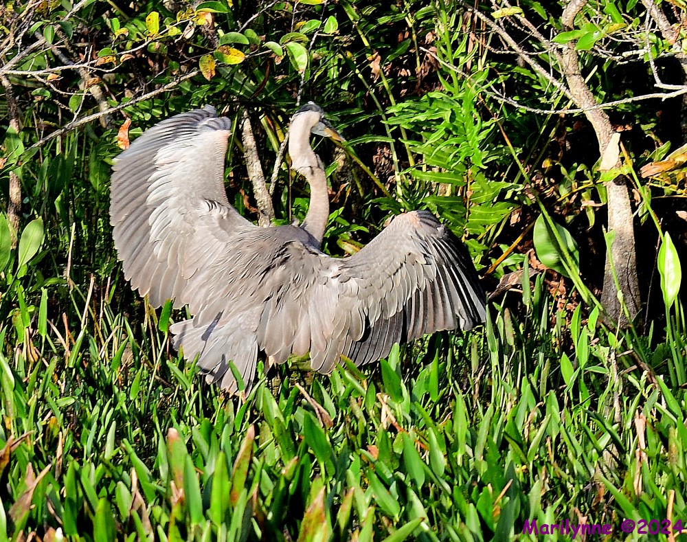 DSC_5185_001.JPG
