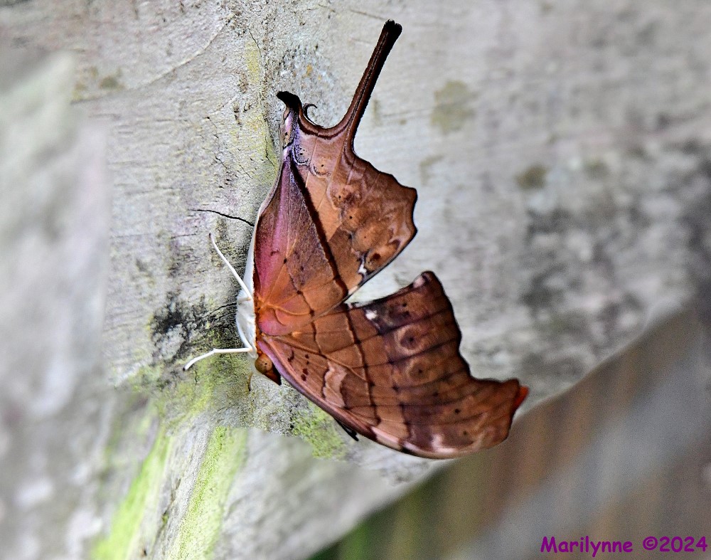 DSC_5185_stitch4_001.JPG