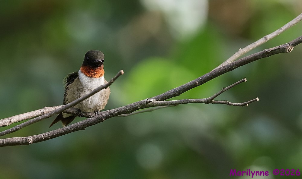 DsC_5186 copy_001.JPG