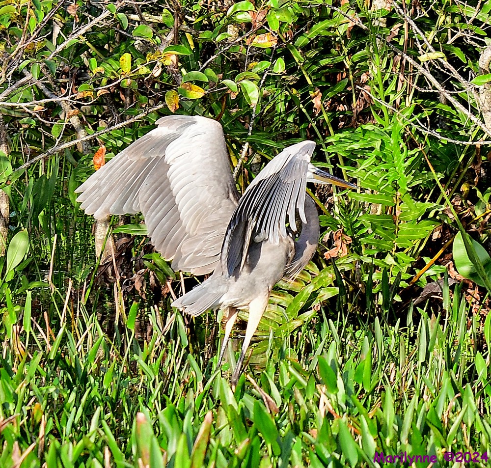 DSC_5189_001.JPG