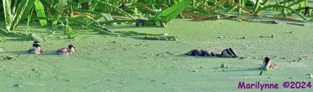 DSC_5189_stitch_001.JPG