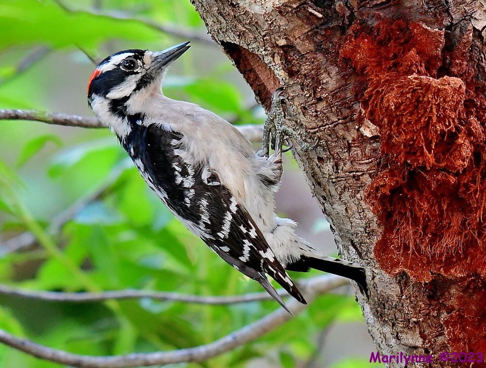 DSC_5193_001.JPG