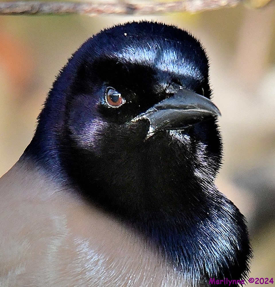 DSC_5194_001.JPG