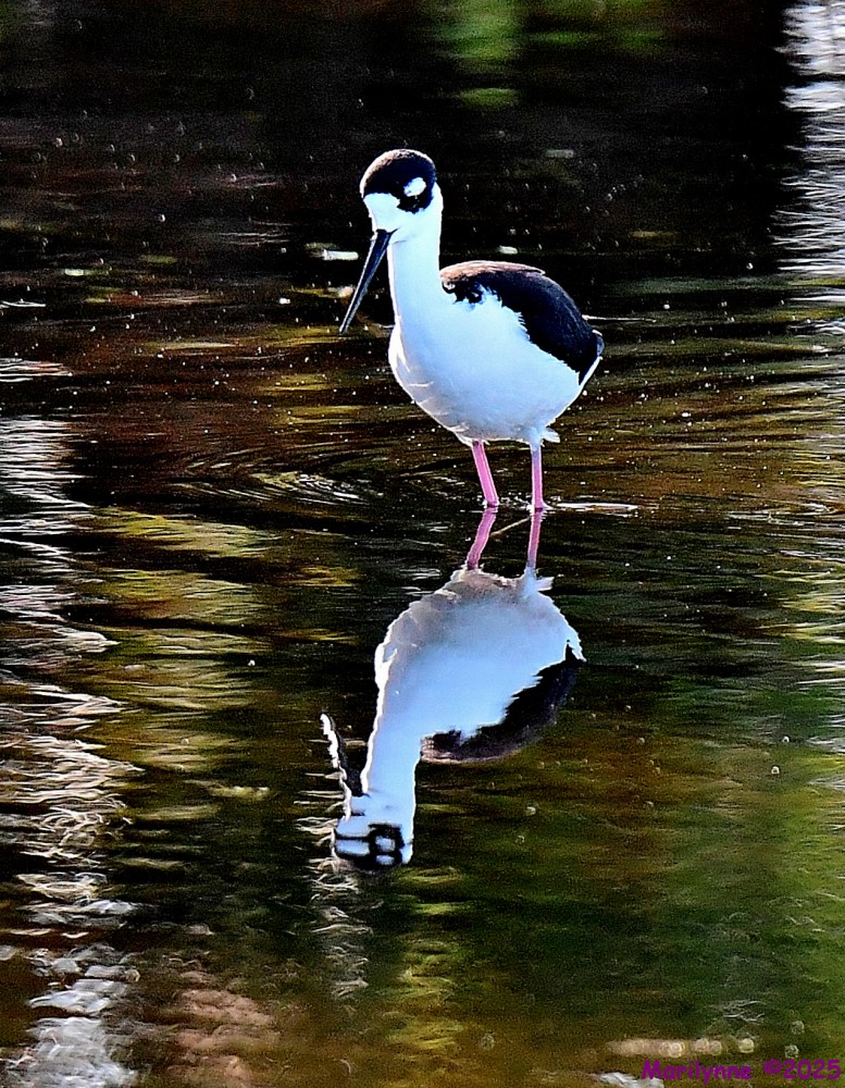 DSC_5197_001.JPG