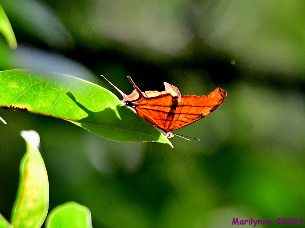 DSC_5197_001.JPG