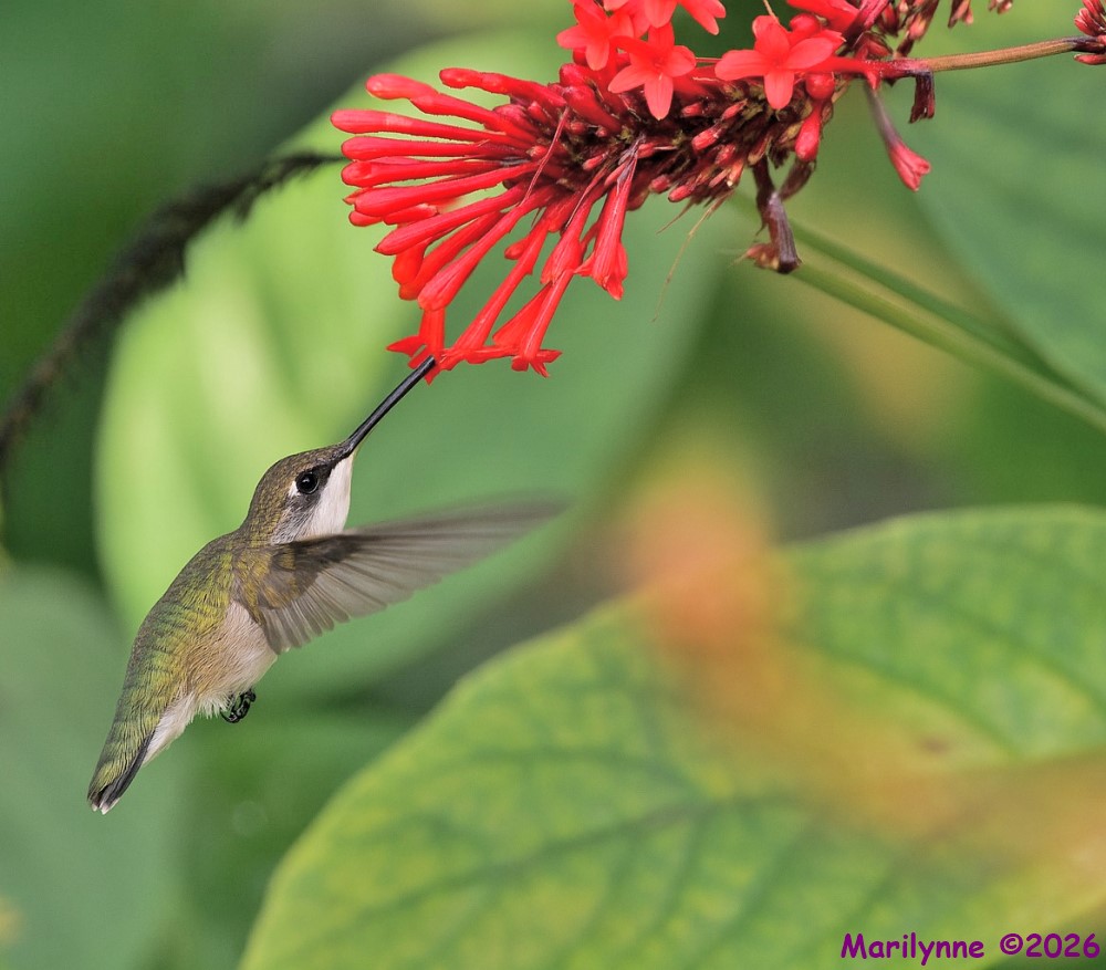 DSC_5198 copy_001.JPG