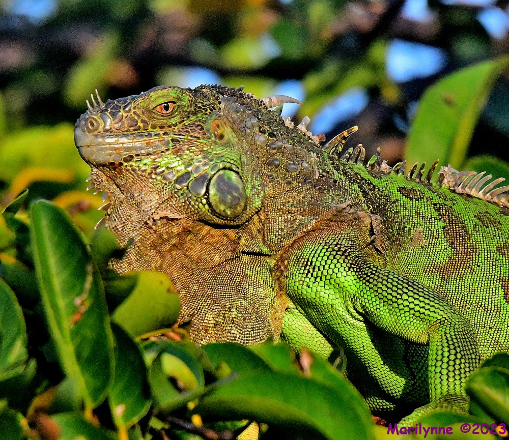 DSC_5199_001.JPG