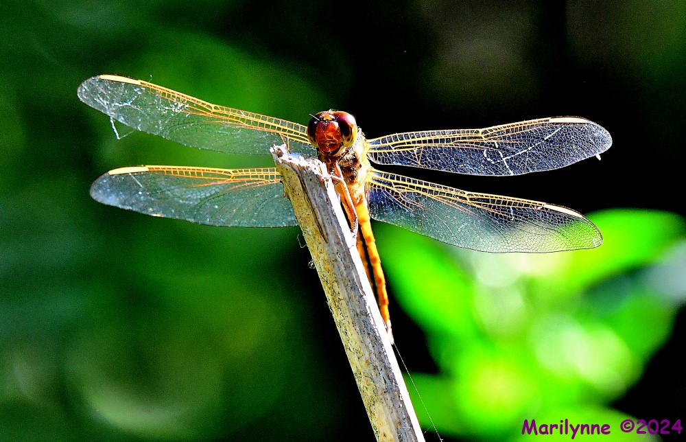 DSC_5200_001.JPG
