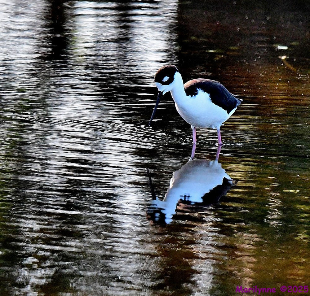 DSC_5200_001.JPG