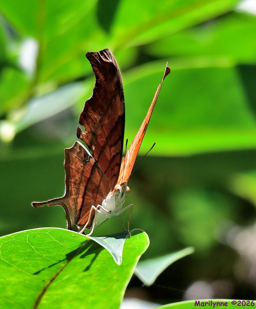 DSC_5200_001.JPG